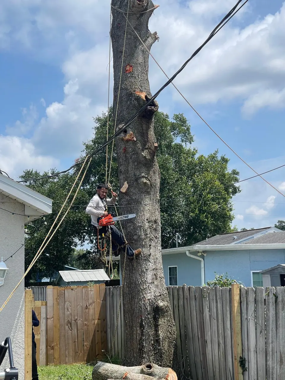 Controlled residential tree removal in progress near a home in Deltona, Florida