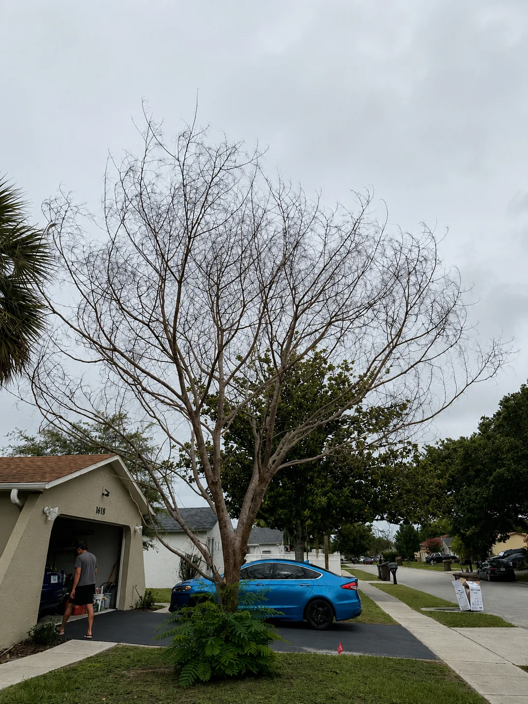 Storm-damaged residential tree before emergency tree service assessment