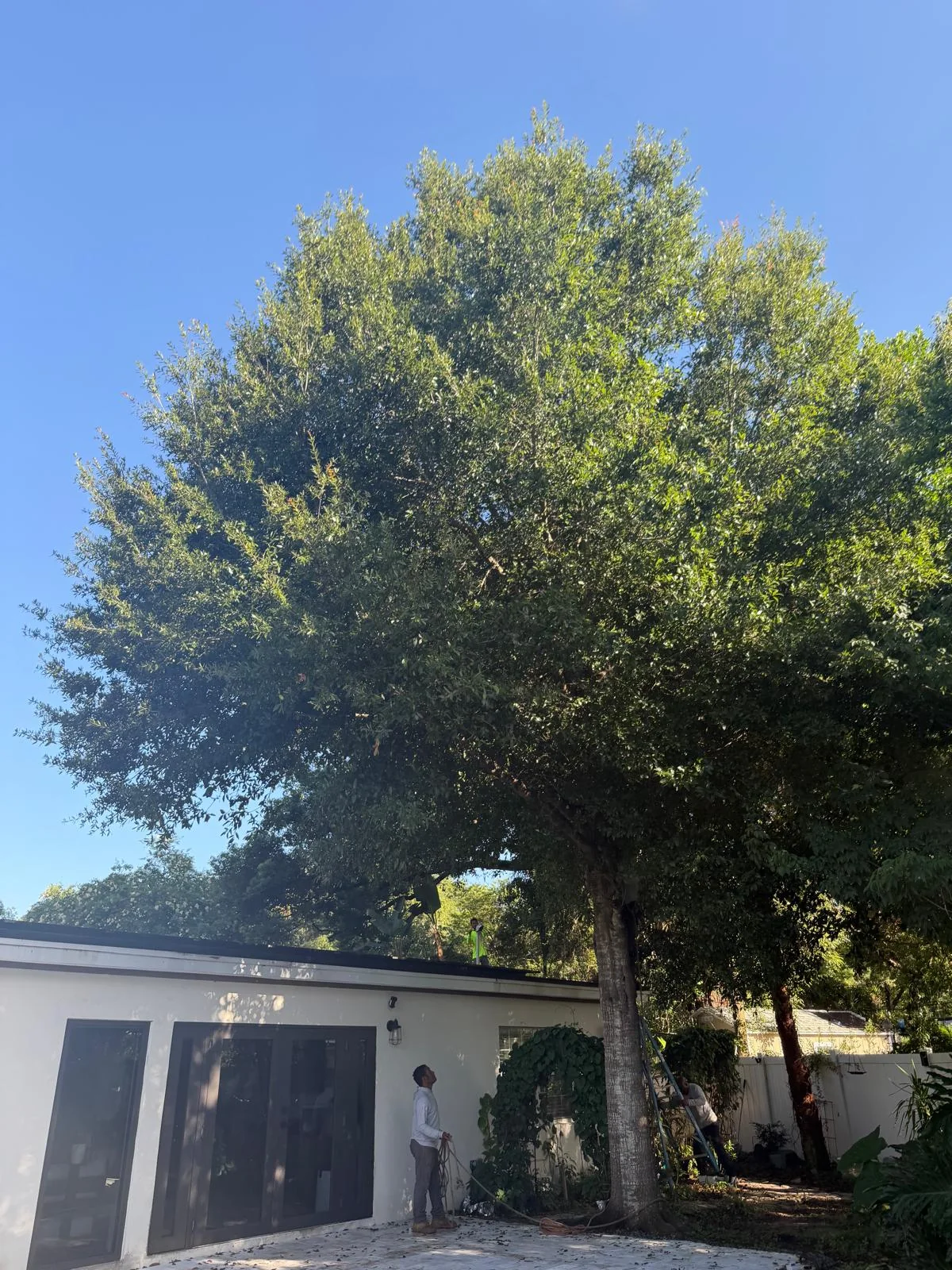 Residential tree branches before trimming for clearance near a Central Florida property