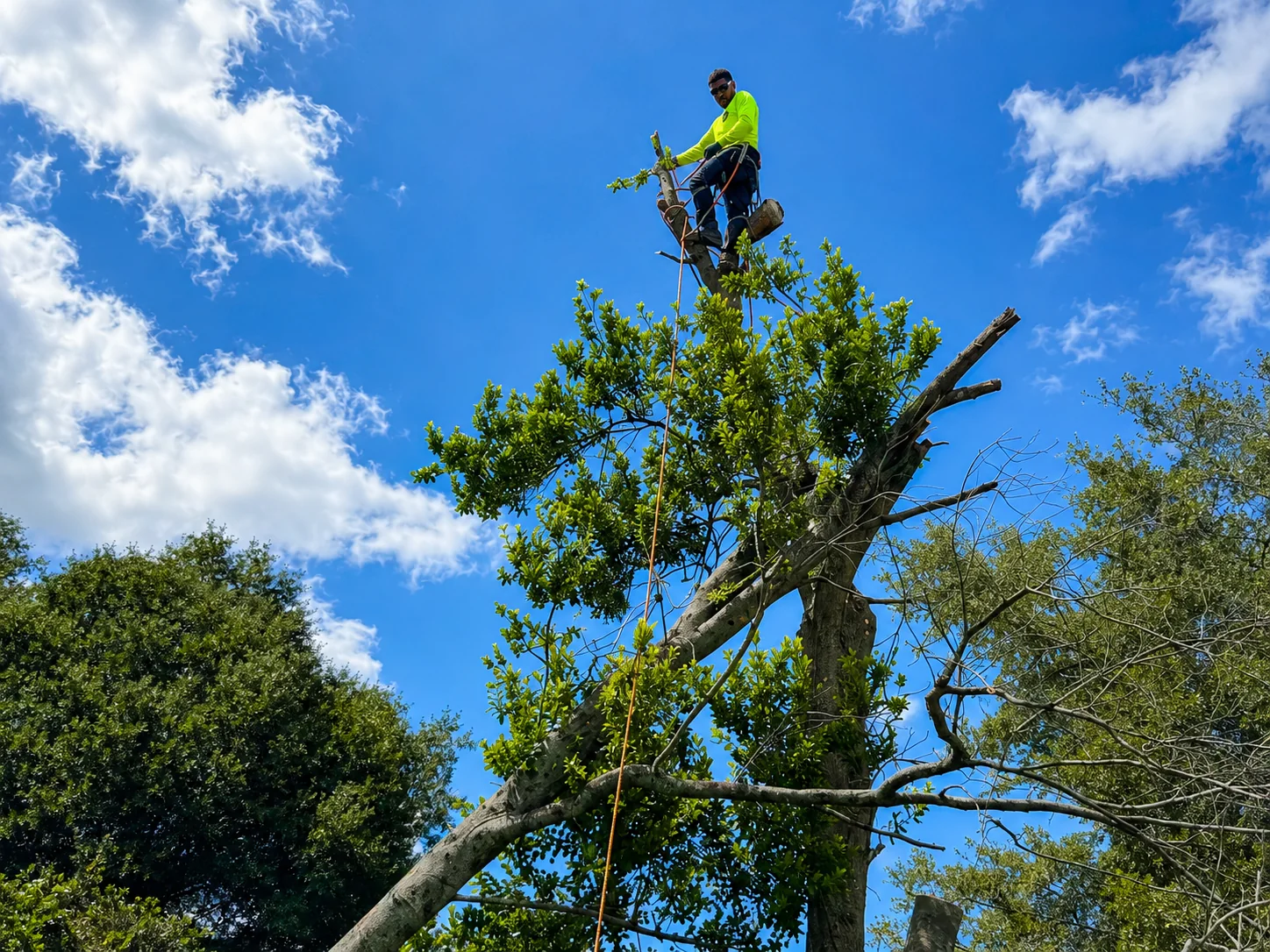 OP Tree Services worker performing controlled residential tree removal