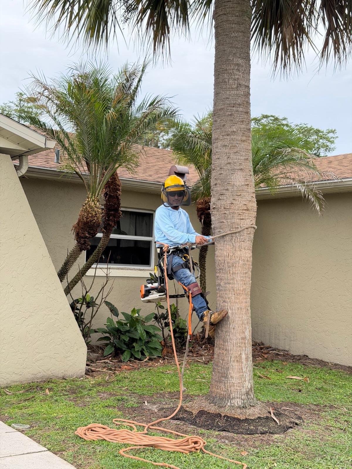 Person wearing a helmet and harness holding a rope beside a palm tree